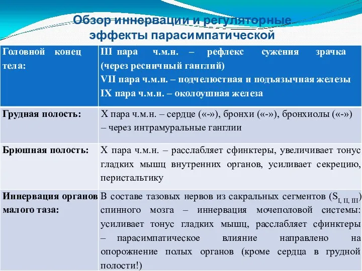 Обзор иннервации и регуляторные эффекты парасимпатической нервной системы: