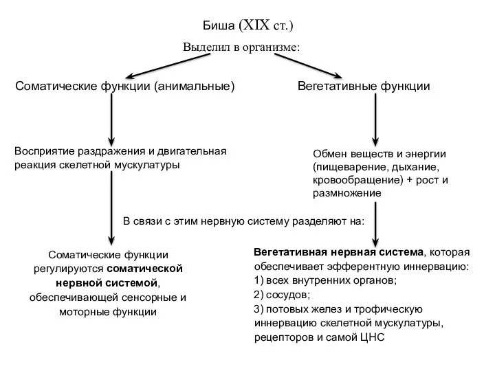 Биша (XIX cт.) Выделил в организме: Соматические функции (анимальные) Восприятие раздражения