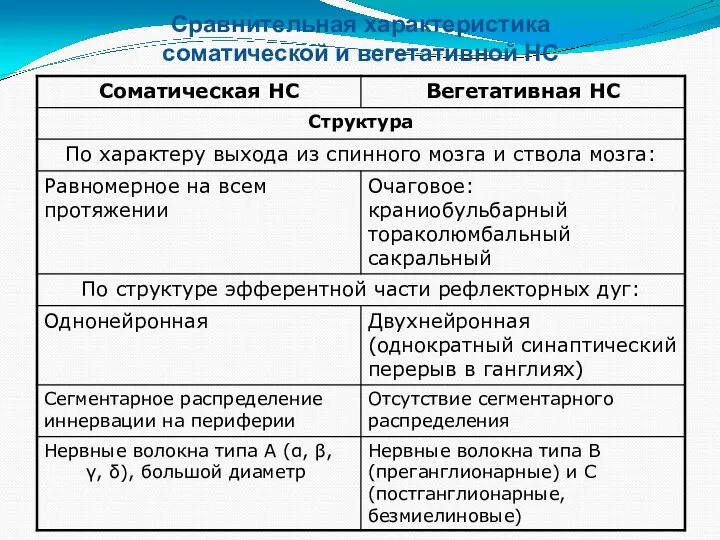 Сравнительная характеристика соматической и вегетативной НС