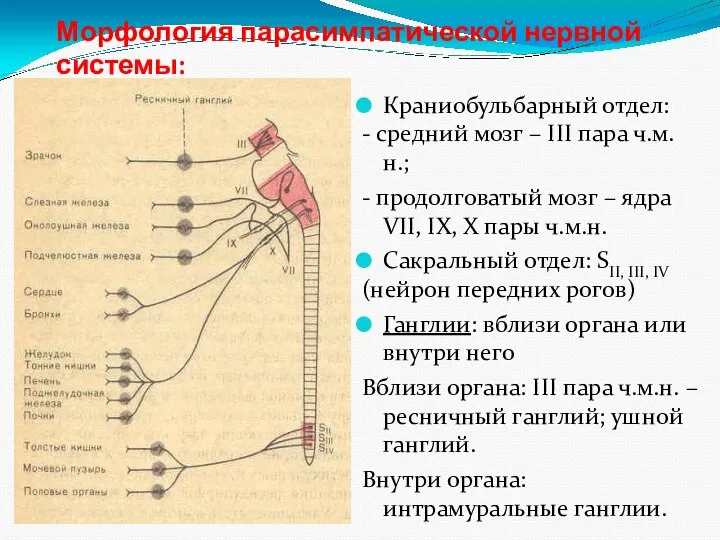 Морфология парасимпатической нервной системы: Краниобульбарный отдел: - средний мозг – III