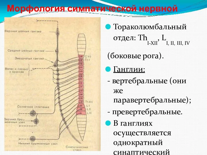 Морфология симпатической нервной системы: Тораколюмбальный отдел: ThI-XII, LI, II, III, IV