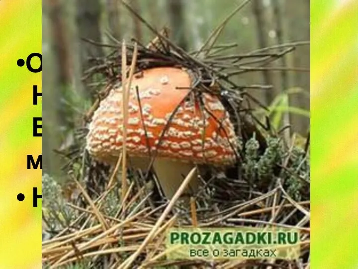 Он в лесу стоял, Никто его не брал, В красной шапке модной, Никуда не годный.