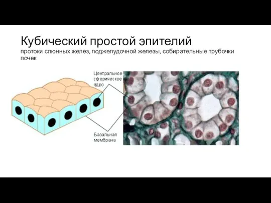 Кубический простой эпителий протоки слюнных желез, поджелудочной железы, собирательные трубочки почек