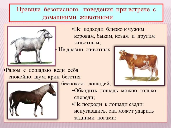 Правила безопасного поведения при встрече с домашними животными Не подходи близко