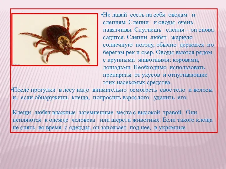 Не давай сесть на себя оводам и слепням. Слепни и оводы