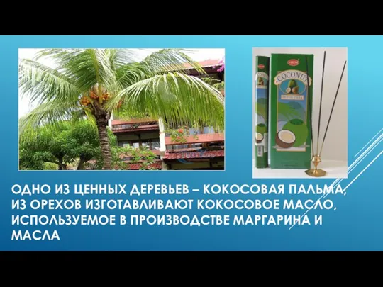 ОДНО ИЗ ЦЕННЫХ ДЕРЕВЬЕВ – КОКОСОВАЯ ПАЛЬМА, ИЗ ОРЕХОВ ИЗГОТАВЛИВАЮТ КОКОСОВОЕ