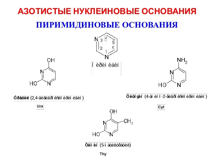 АЗОТИСТЫЕ НУКЛЕИНОВЫЕ ОСНОВАНИЯ ПИРИМИДИНОВЫЕ ОСНОВАНИЯ