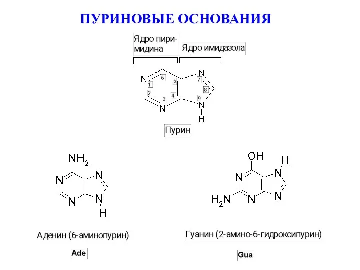 ПУРИНОВЫЕ ОСНОВАНИЯ