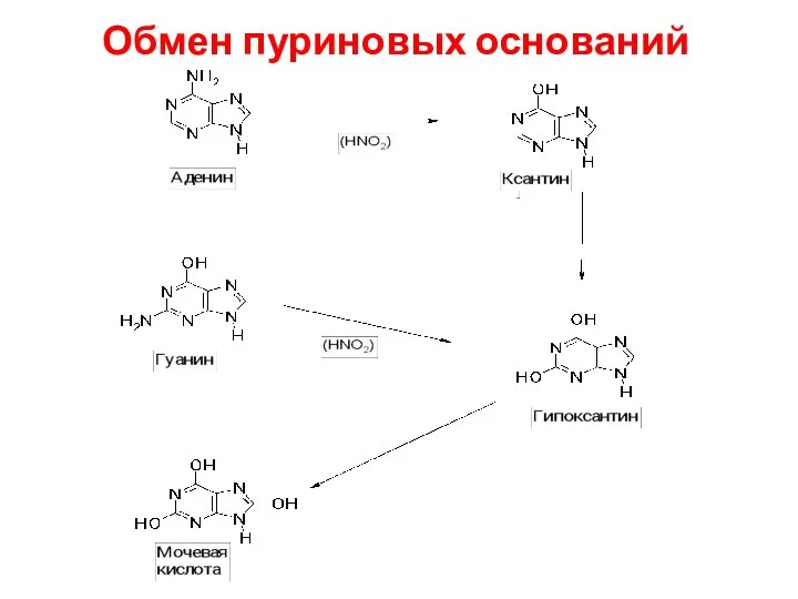 Обмен пуриновых оснований