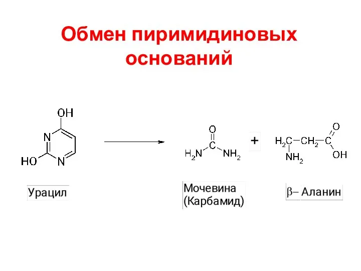 Обмен пиримидиновых оснований