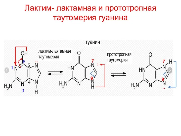 Лактим- лактамная и прототропная таутомерия гуанина 7 9 7 9 ..