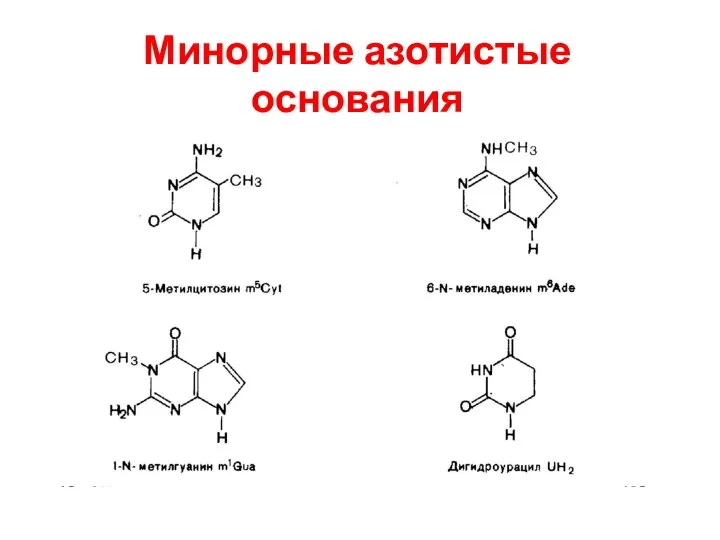 Минорные азотистые основания