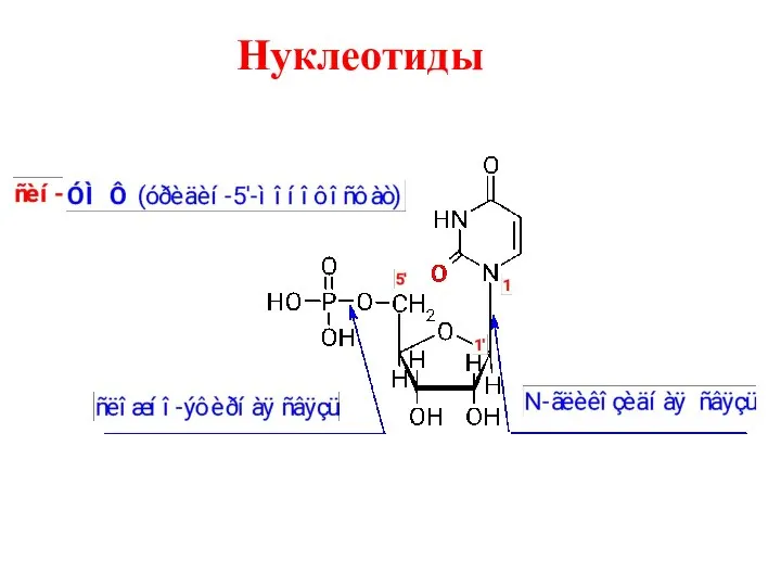 Нуклеотиды