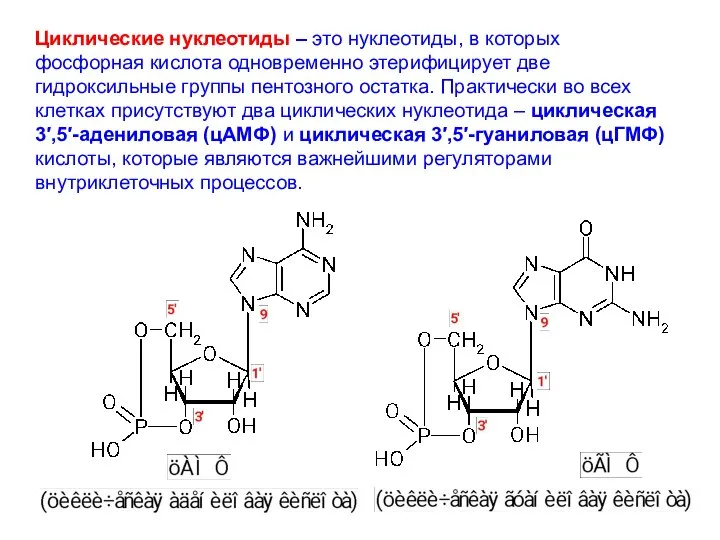 Циклические нуклеотиды – это нуклеотиды, в которых фосфорная кислота одновременно этерифицирует