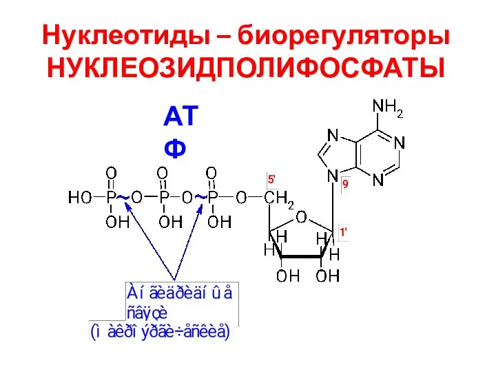 Нуклеотиды – биорегуляторы НУКЛЕОЗИДПОЛИФОСФАТЫ АТФ