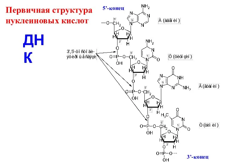 Первичная структура нуклеиновых кислот ДНК 3’-конец 5’-конец