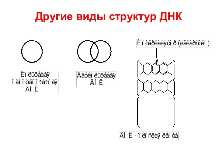 Другие виды структур ДНК