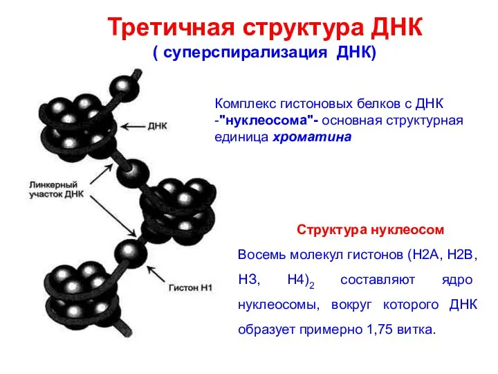 Третичная структура ДНК ( суперспирализация ДНК) Структура нуклеосом Восемь молекул гистонов