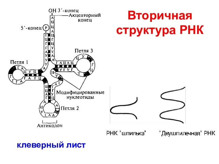 Вторичная структура РНК клеверный лист