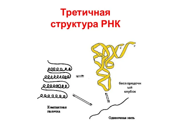 Третичная структура РНК беспорядочный клубок