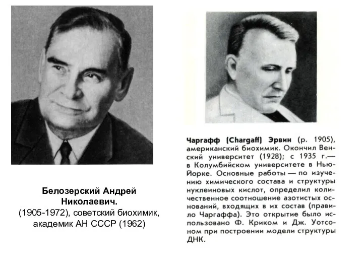 Белозерский Андрей Николаевич. (1905-1972), советский биохимик, академик АН СССР (1962)