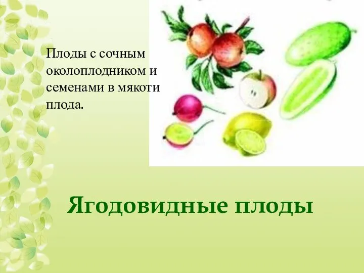Ягодовидные плоды Плоды с сочным околоплодником и семенами в мякоти плода.