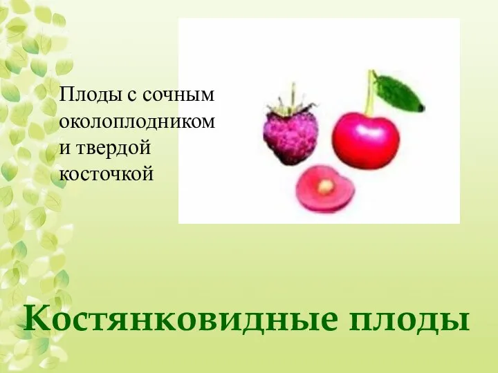 Костянковидные плоды Плоды с сочным околоплодником и твердой косточкой