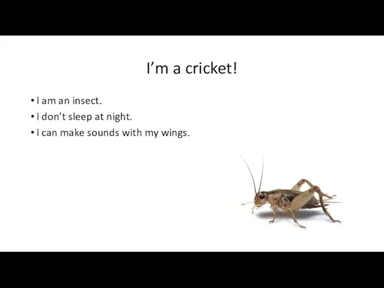 I’m a cricket! I am an insect. I don’t sleep at