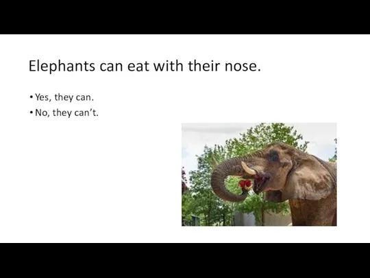 Elephants can eat with their nose. Yes, they can. No, they can’t.