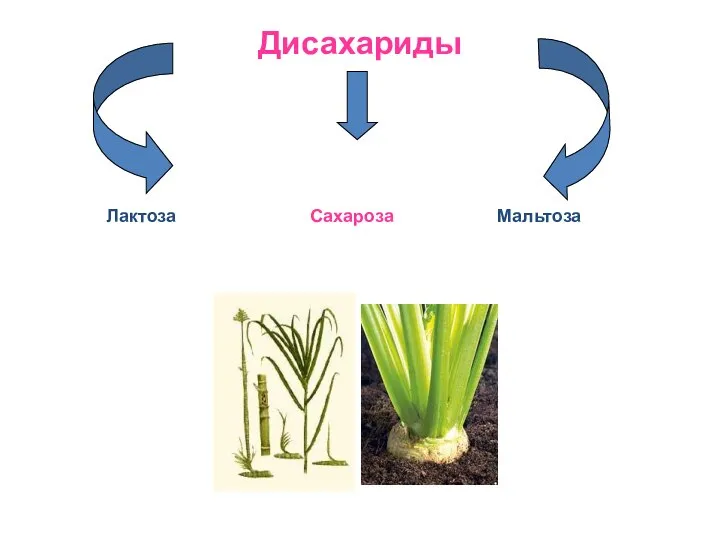 Дисахариды Лактоза Сахароза Мальтоза