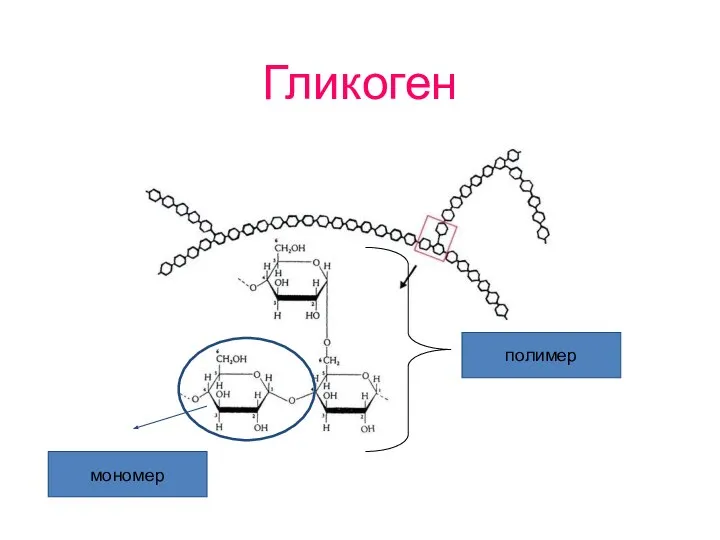 Гликоген мономер полимер