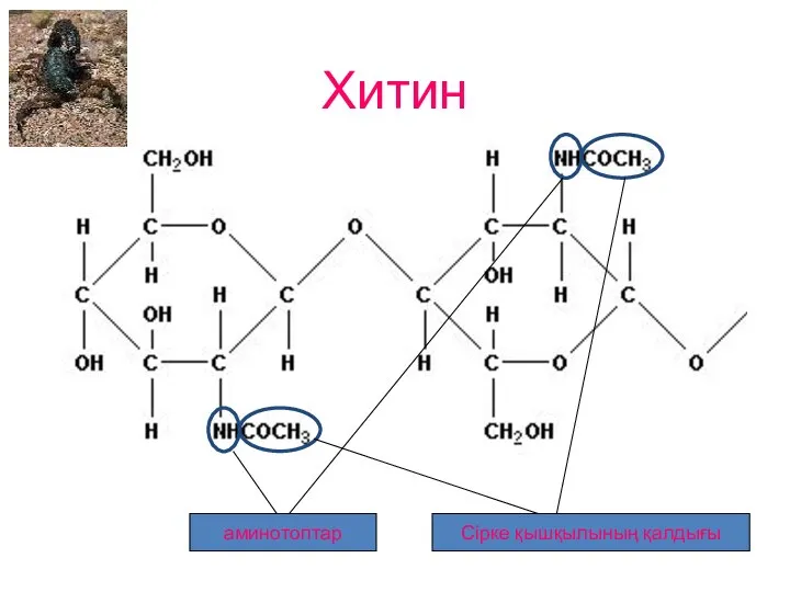 Хитин аминотоптар Сірке қышқылының қалдығы
