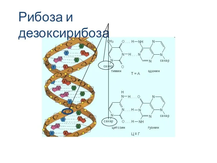 Рибоза и дезоксирибоза