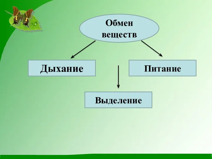 Обмен веществ Дыхание Питание Выделение