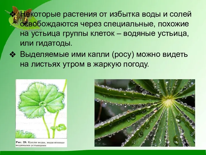 Некоторые растения от избытка воды и солей освобождаются через специальные, похожие