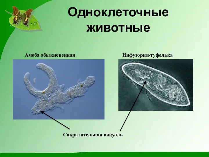 Одноклеточные животные Амеба обыкновенная Инфузория-туфелька Сократительная вакуоль