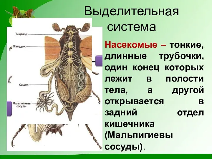 Выделительная система Насекомые – тонкие, длинные трубочки, один конец которых лежит