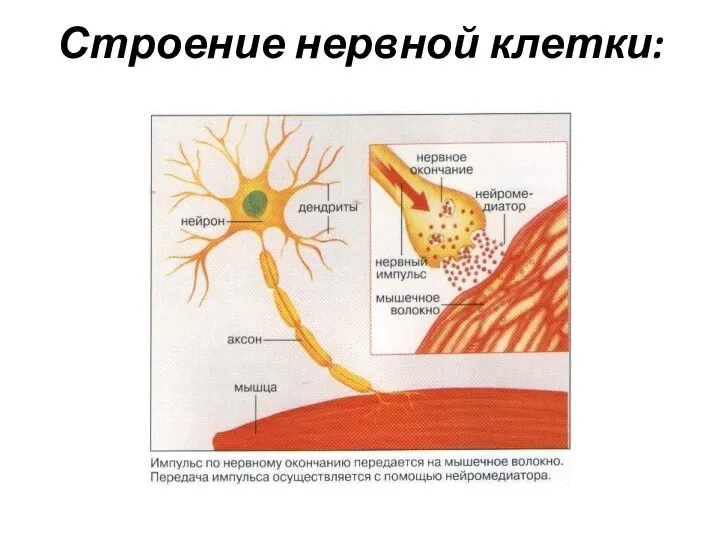 Строение нервной клетки: