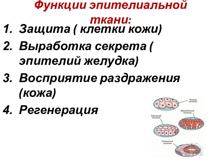 Функции эпителиальной ткани: Защита ( клетки кожи) Выработка секрета ( эпителий желудка) Восприятие раздражения (кожа) Регенерация