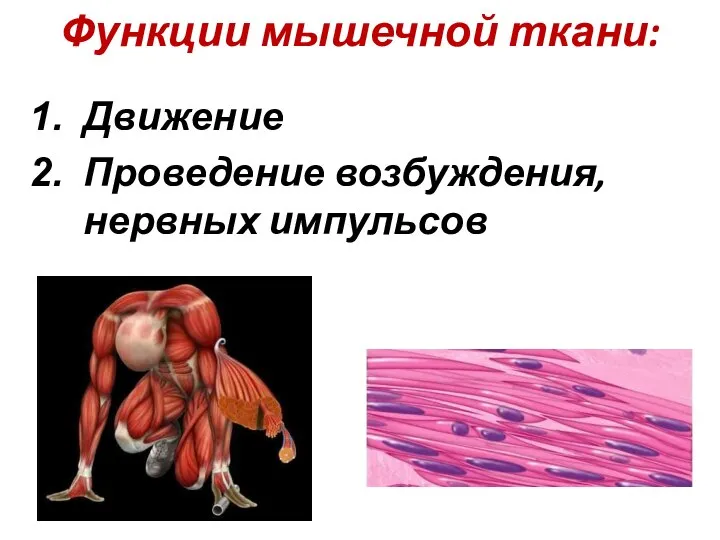 Функции мышечной ткани: Движение Проведение возбуждения, нервных импульсов