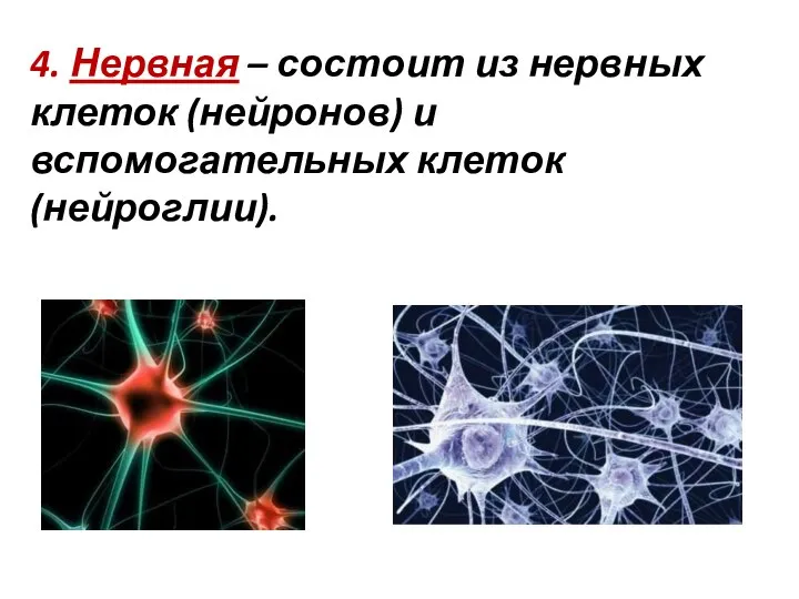 4. Нервная – состоит из нервных клеток (нейронов) и вспомогательных клеток (нейроглии).