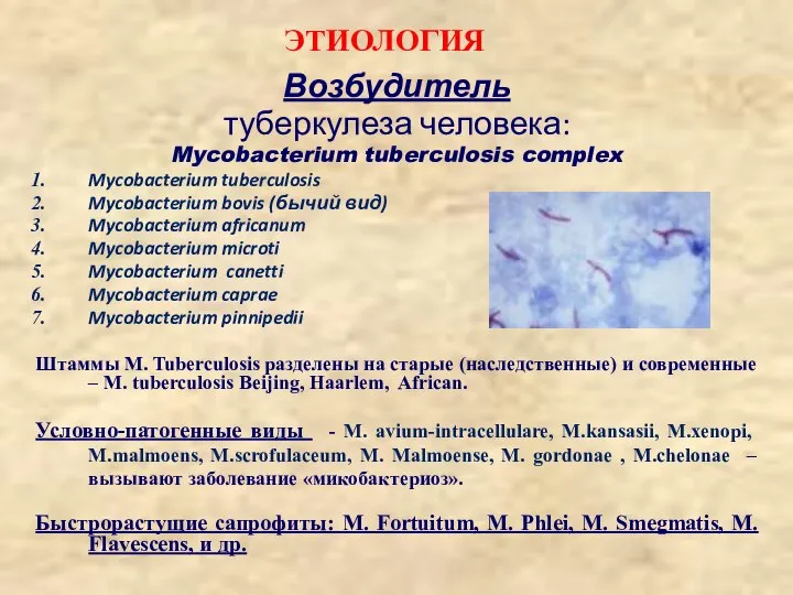 ЭТИОЛОГИЯ Возбудитель туберкулеза человека: Mycobacterium tuberculosis complex Mycobacterium tuberculosis Mycobacterium bovis