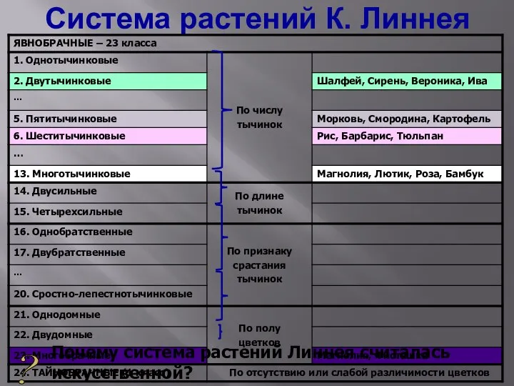 Система растений К. Линнея ? Почему система растений Линнея считалась искусственной?