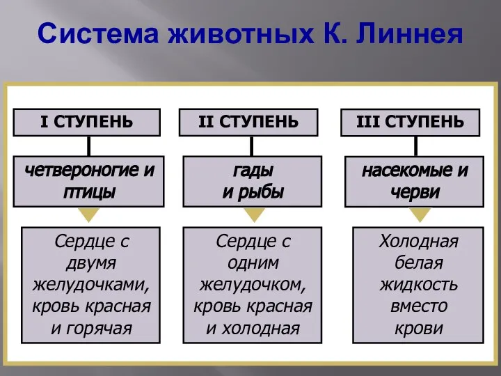 Система животных К. Линнея І СТУПЕНЬ ІІ СТУПЕНЬ ІІІ СТУПЕНЬ четвероногие