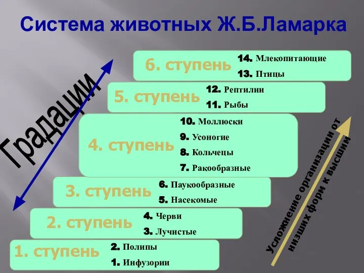 Усложнение организации от низших форм к высшим Градации Система животных Ж.Б.Ламарка