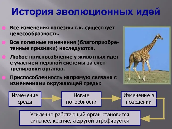 История эволюционных идей Все изменения полезны т.к. существует целесообразность. Все полезные