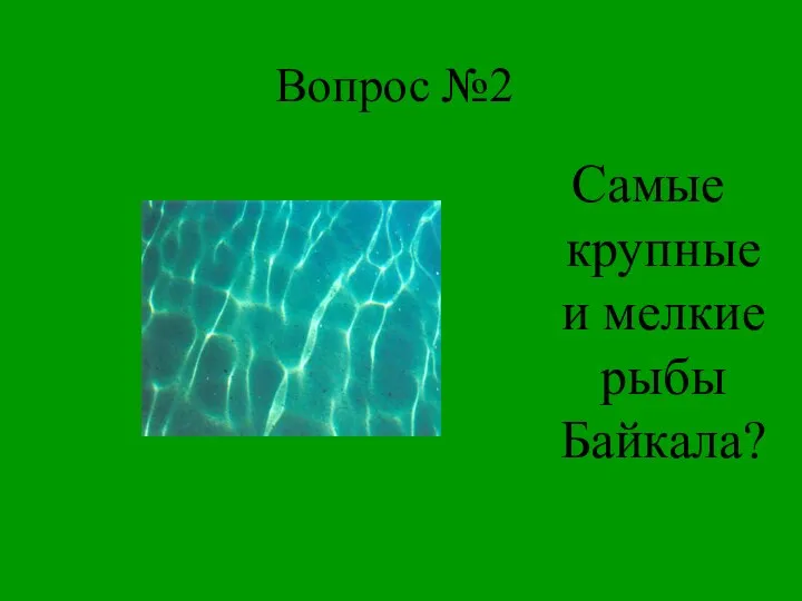 Вопрос №2 Самые крупные и мелкие рыбы Байкала?