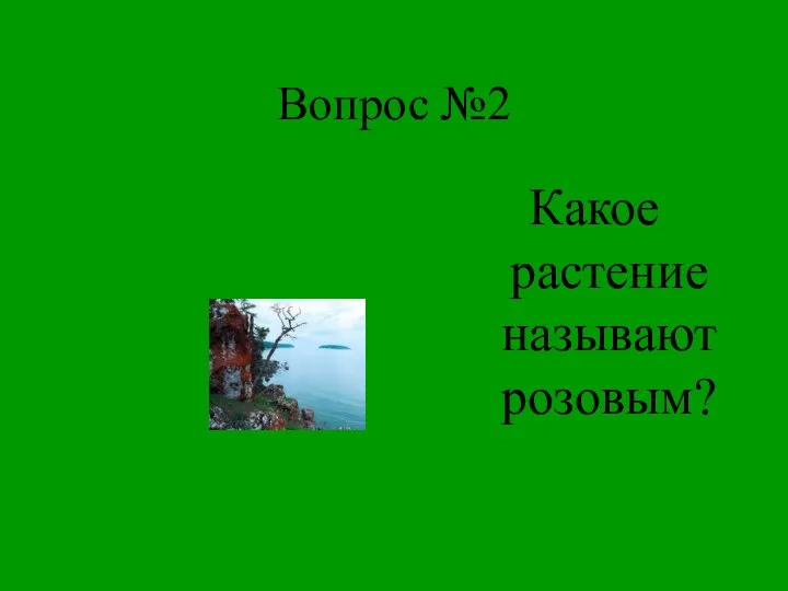 Вопрос №2 Какое растение называют розовым?