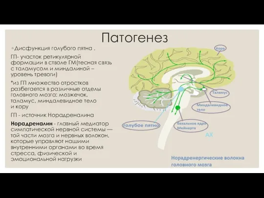 Патогенез Дисфункция голубого пятна . ГП- участок ретикулярной формации в стволе