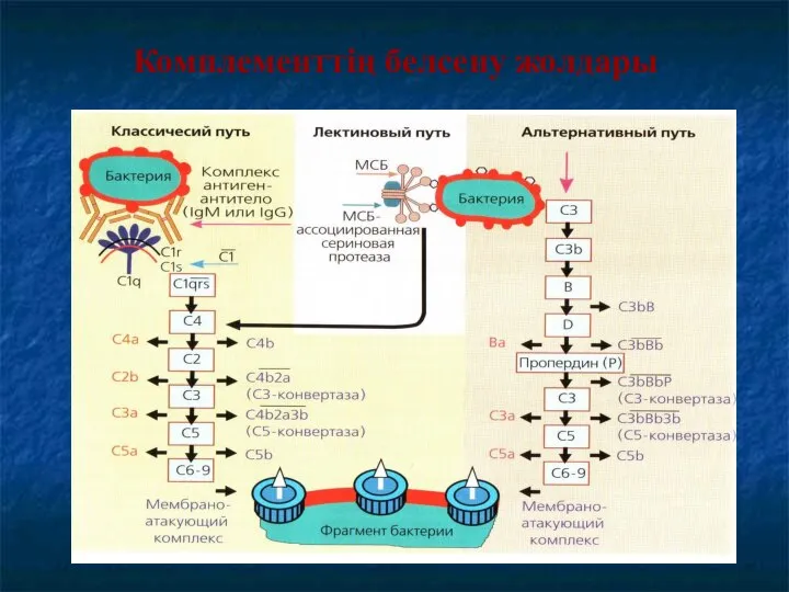 Комплементтің белсену жолдары